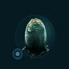 the egg of a stranger - aliens